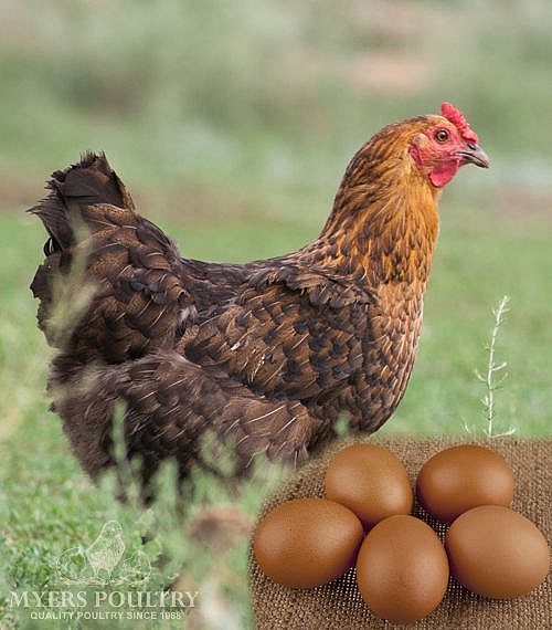Dark Brown Egg Layer