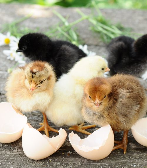 Hatchery Choice Egg Layers