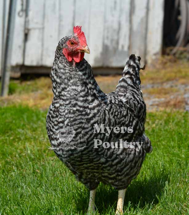 barred rock chicken on grass