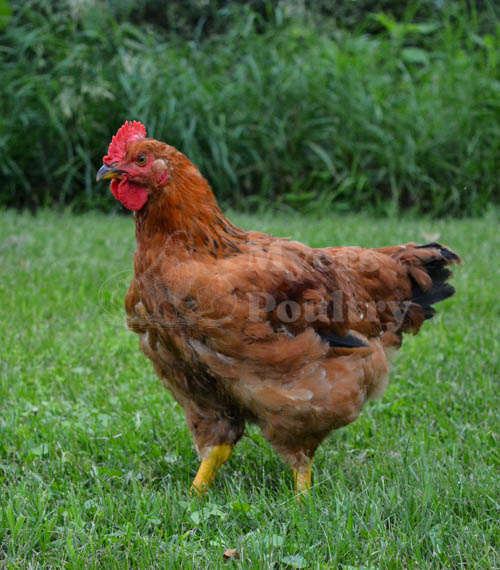 Red ranger chicken 10 weeks old