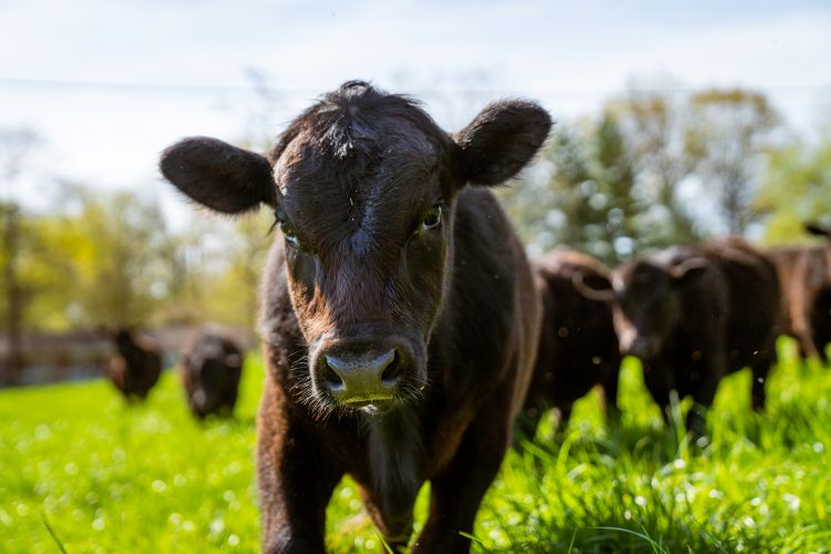 pasture raised cow looking at camera with herd behind