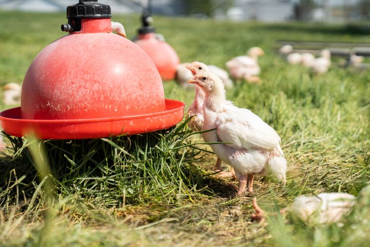 cornish cross chicks at feeder pastured poultry