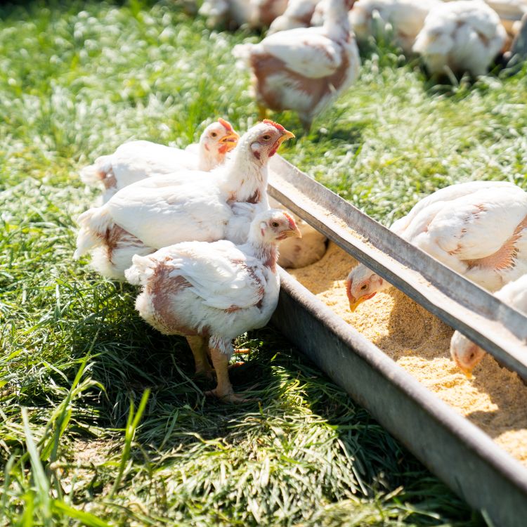 pasture raised cornish cross chicks eating outside