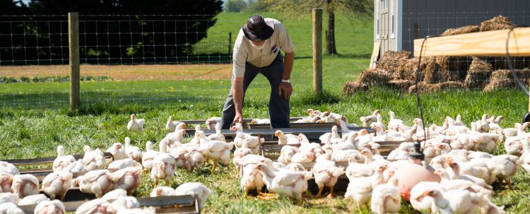 man tending to cornish cross chickens on farm