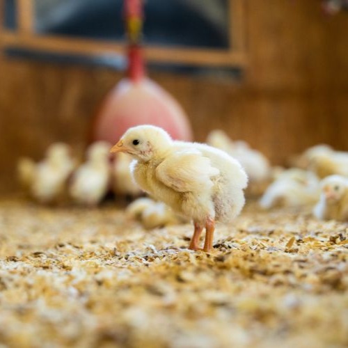 cornish cross chick in brooder