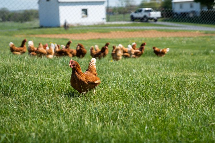 pastured red sex links outside in sunshine sunrise farms