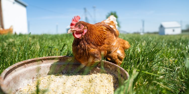 red sex link laying hen on outdoor pasture