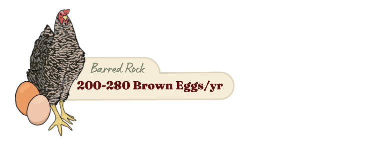 Our 6 Favorite Chicken Breeds for Beginners