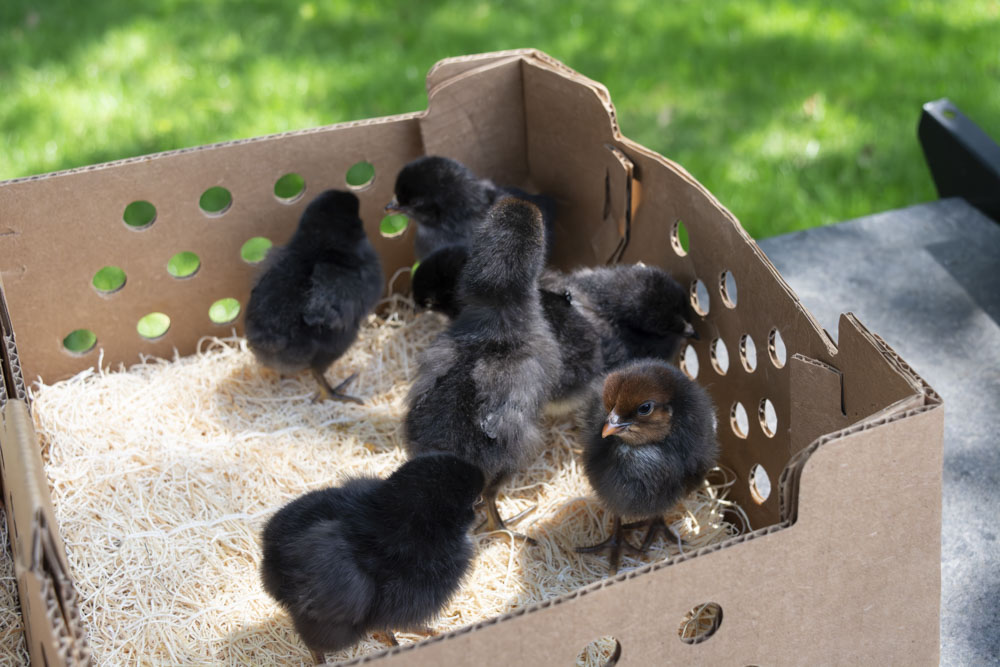 Black Sex Link chicks in shipping box outside