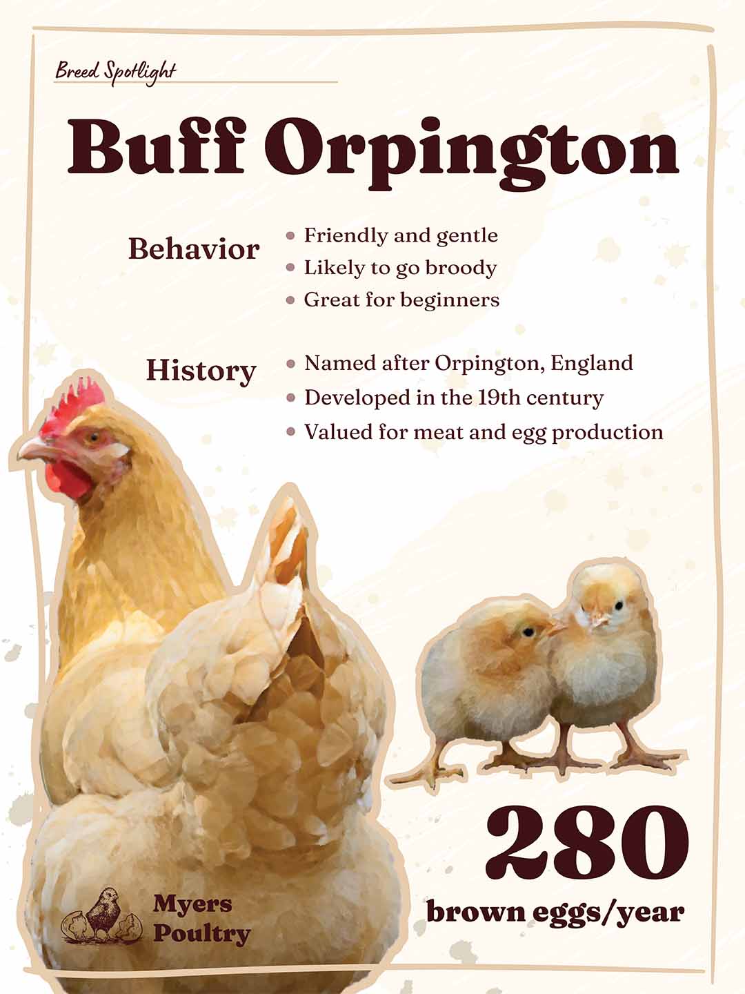 buff orpington breed infographic