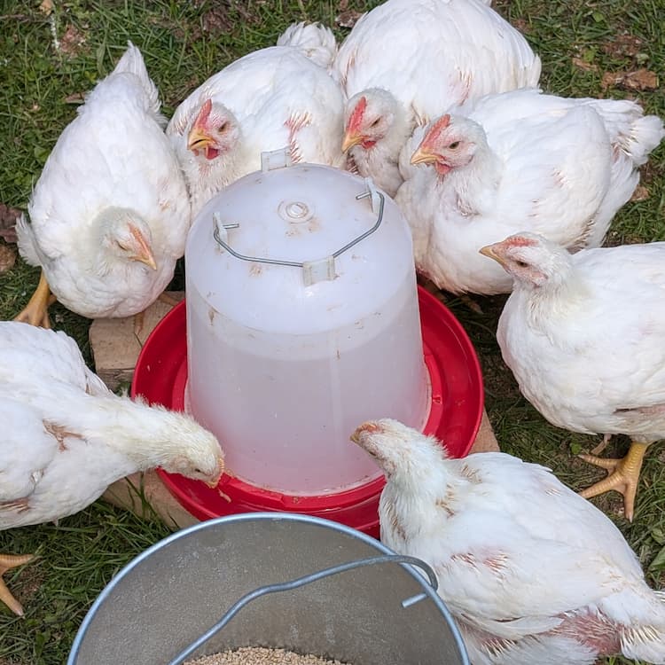 white meat chickens drinking water