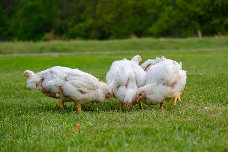 seven week old cornish cross chickens eating grass and looking for bugs