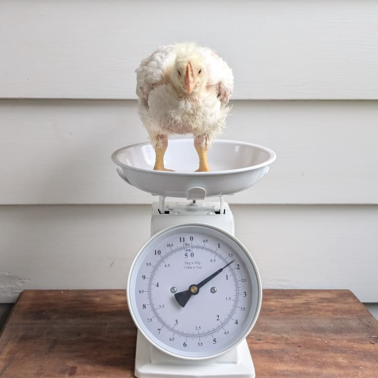 Cornish Cross chick at three weeks old
