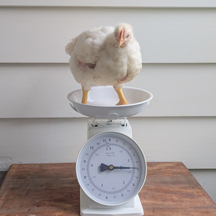 Cornish Cross chick at four weeks