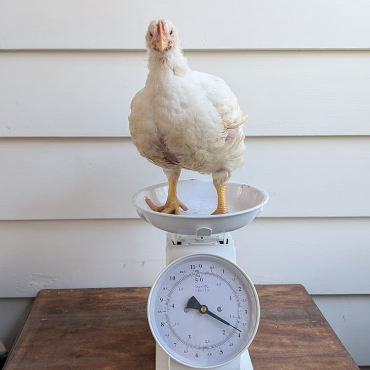 Cornish Cross chick at five weeks