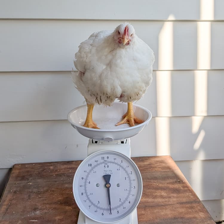 Cornish Cross chick at six weeks
