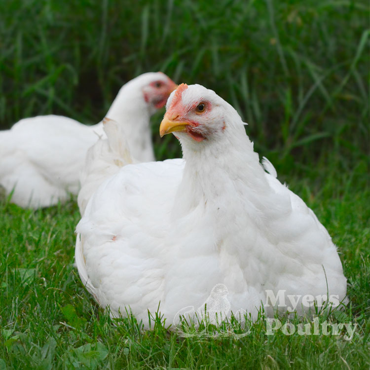 How To Raise Meat Chickens Breeds Care Feeding And Processing how-to-raise-meat-chickens-breeds-care-feeding-and-processing
