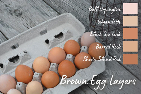 different shades of brown egg layers