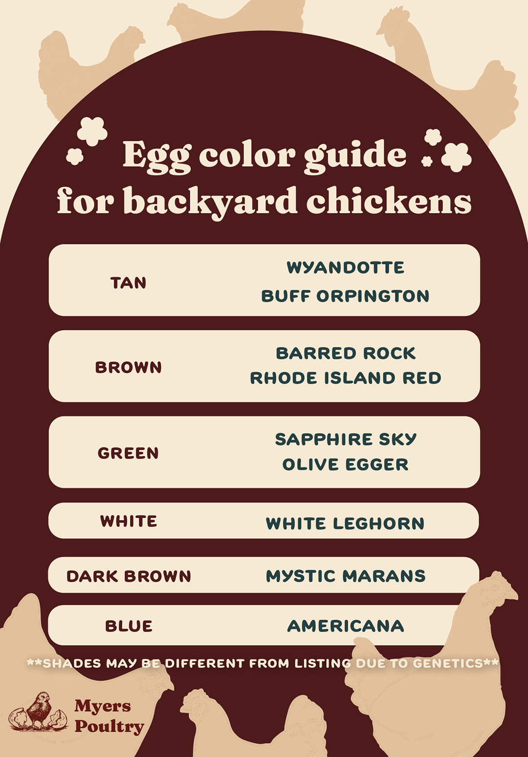 rainbow chicken egg colors graphic