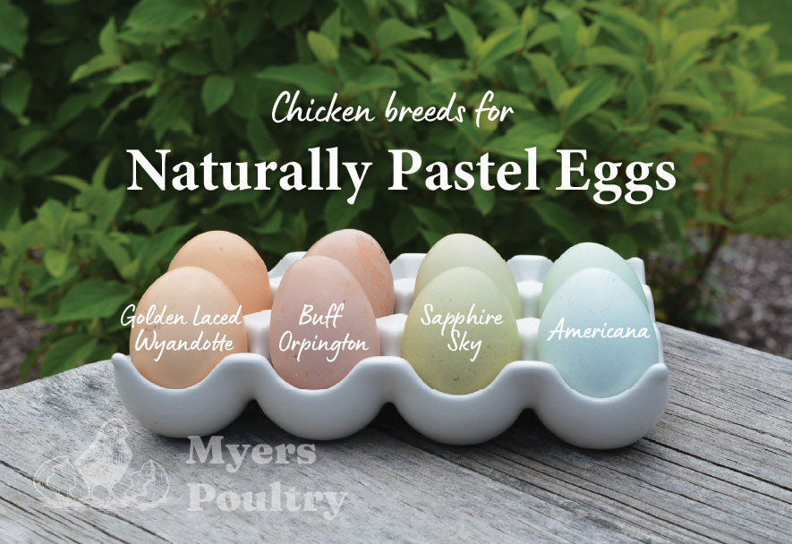 pastel rainbow eggs in egg holder