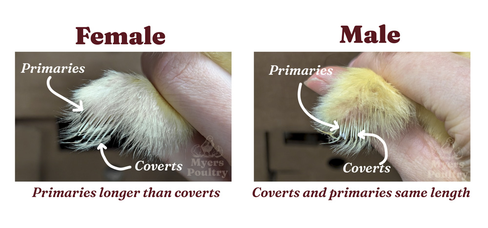 Feather sexing chick wing comparison