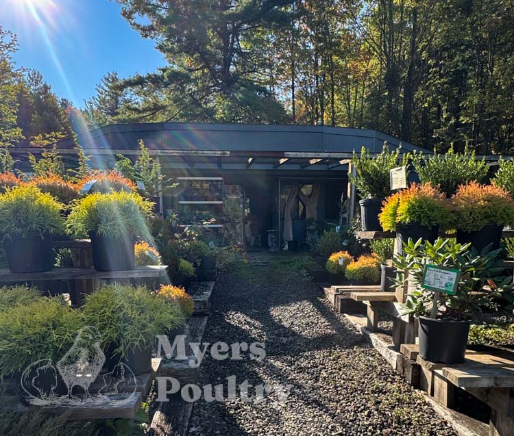 plant nursery in sunshine