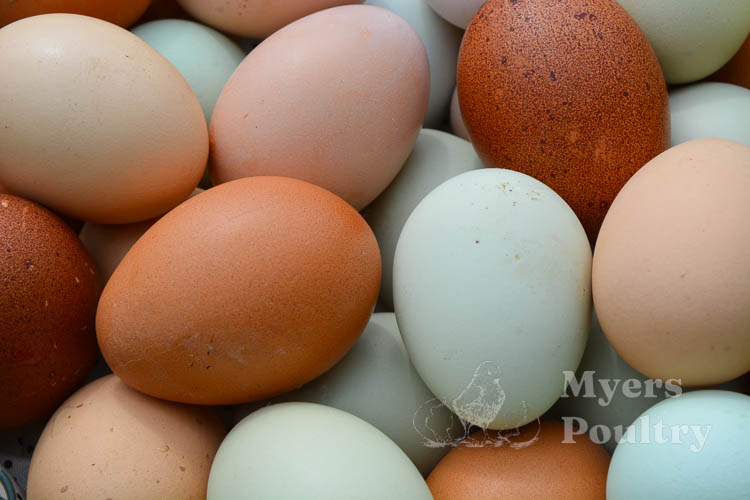 close up shot of rainbow eggs