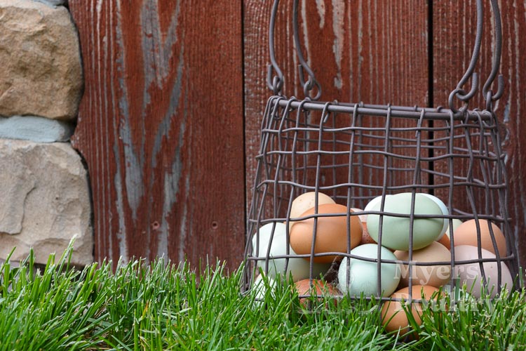 colorful eggs in wire basket next to barn