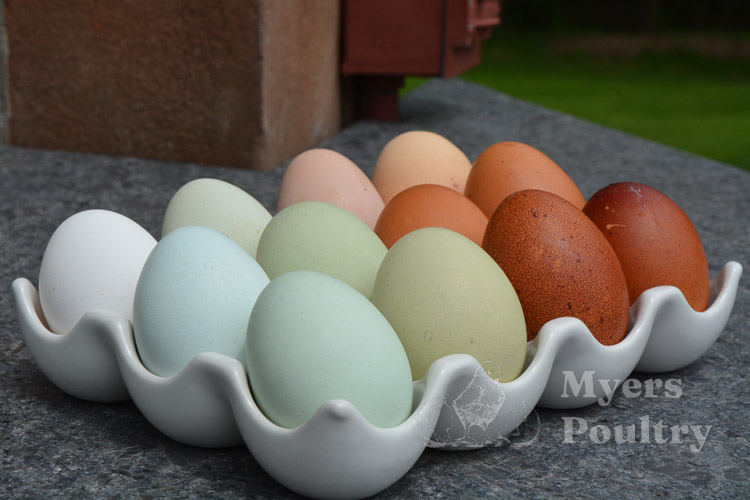 colorful brown eggs, green eggs, and blue eggs in carton