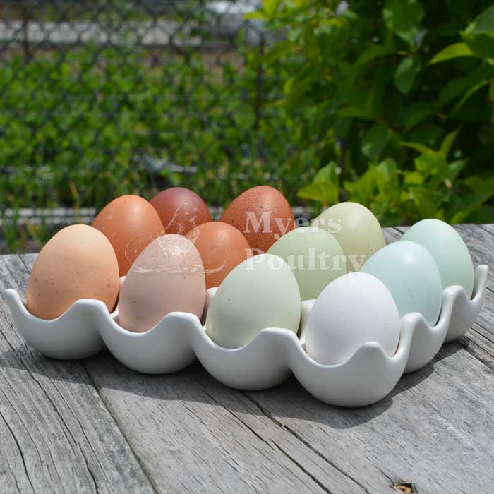 brown eggs, green eggs, and blue eggs on picnic table