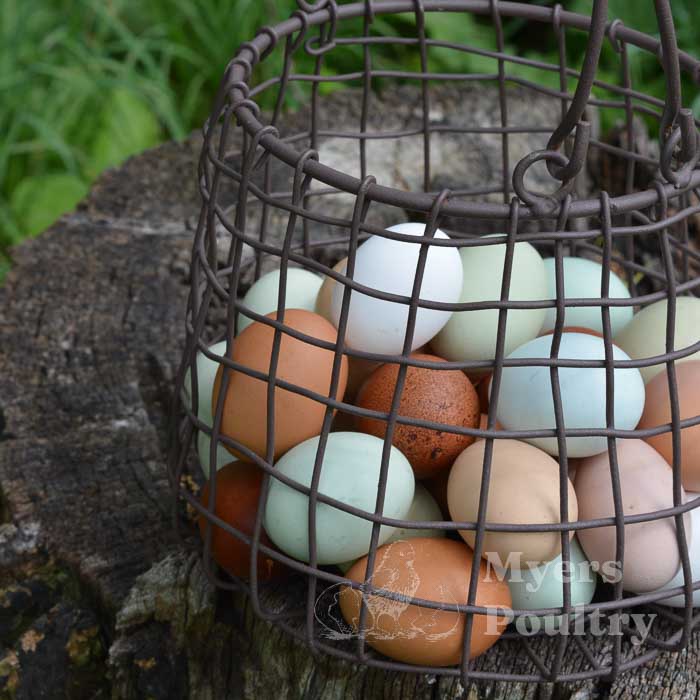 brown eggs, blue eggs, green eggs, and tan eggs in wire basket