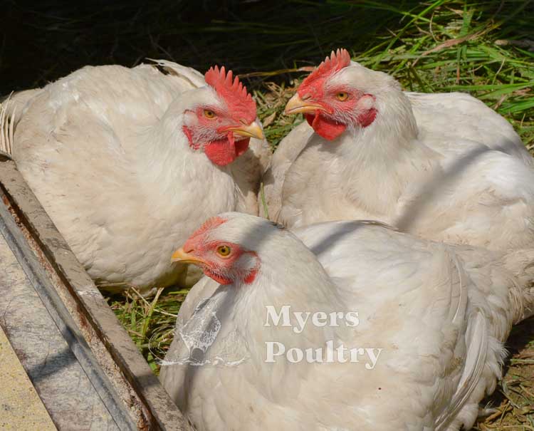 cornish cross chickens for meat