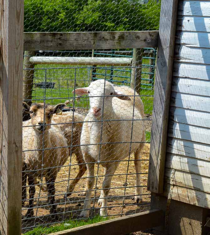 sheep in farm pen