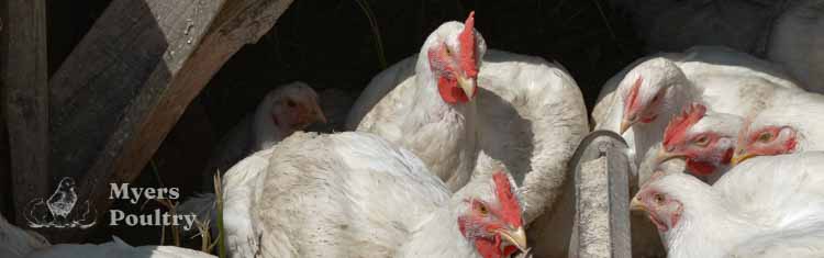 cornish cross chickens in chicken tractor