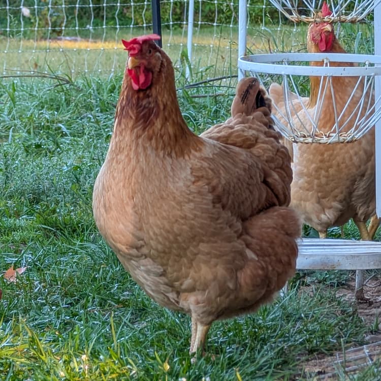 Red Ranger meat chicken hen at 15 weeks old