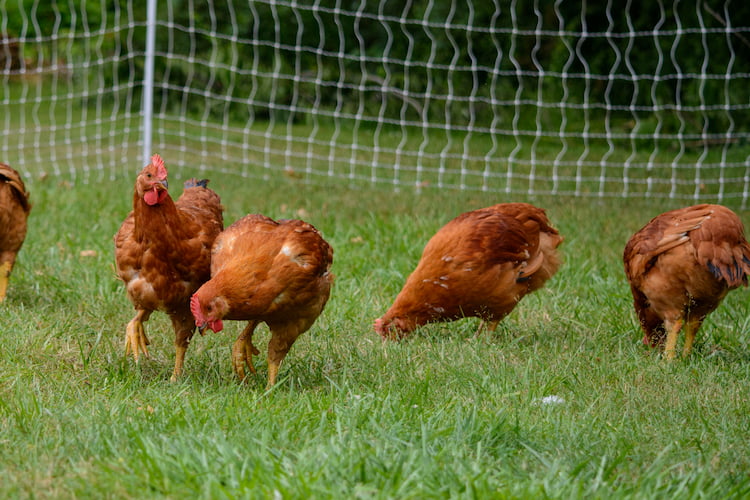 red ranger meat chickens looking for bugs and eating grass