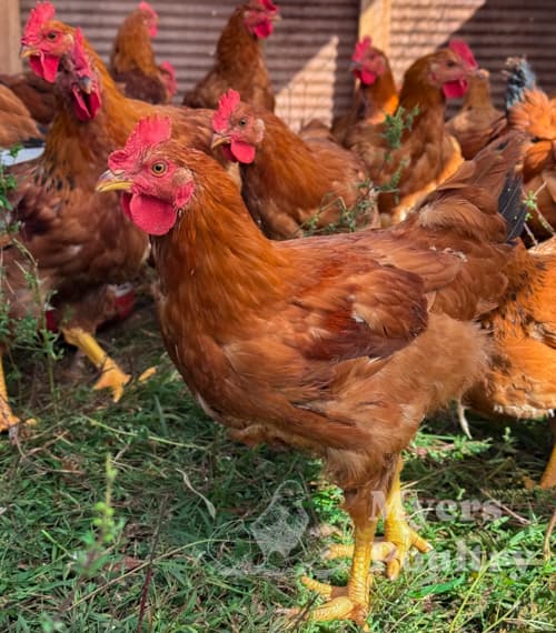 red ranger chickens for pasture raising