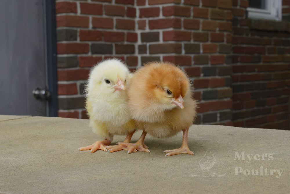 What Is Chick Sexing? Methods, Accuracy, and How Hatcheries Identify