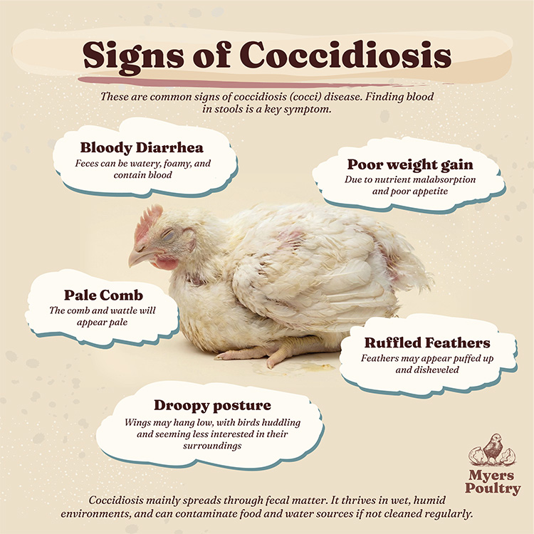 symptoms of coccidiosis in chickens