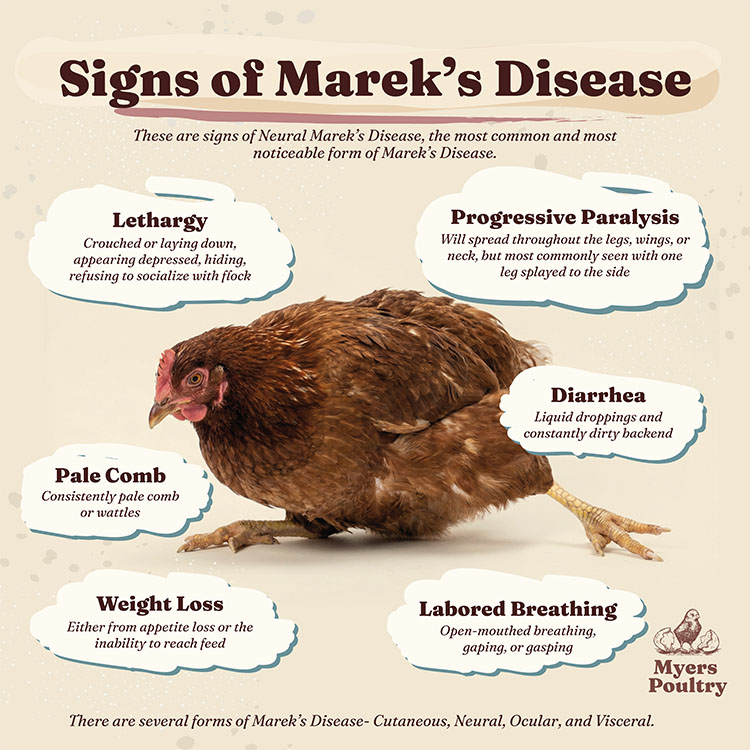 symptoms of mareks disease in chickens infographic