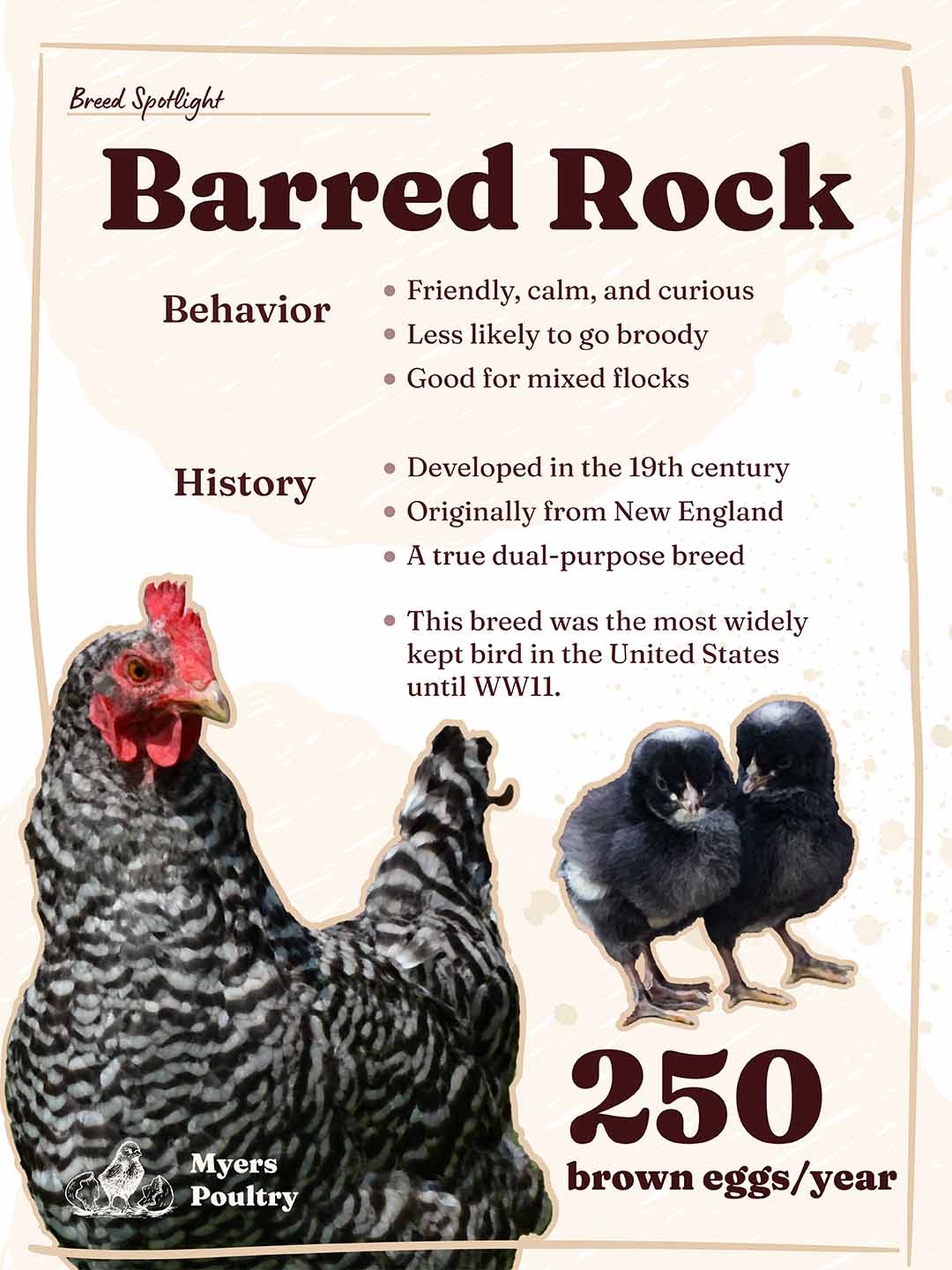 barred rock chicken breed infographic