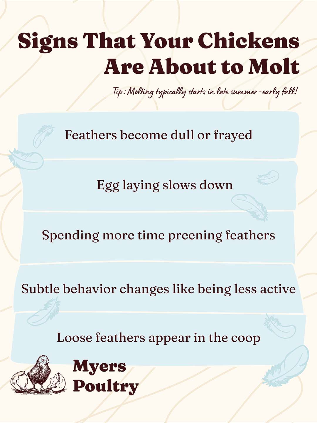 Signs of chicken molting infographic