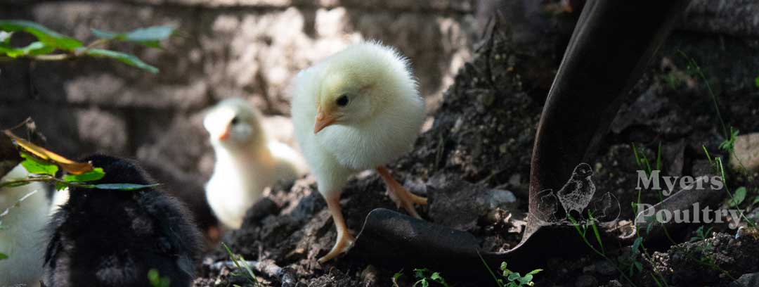 amberlink baby chicks in shade