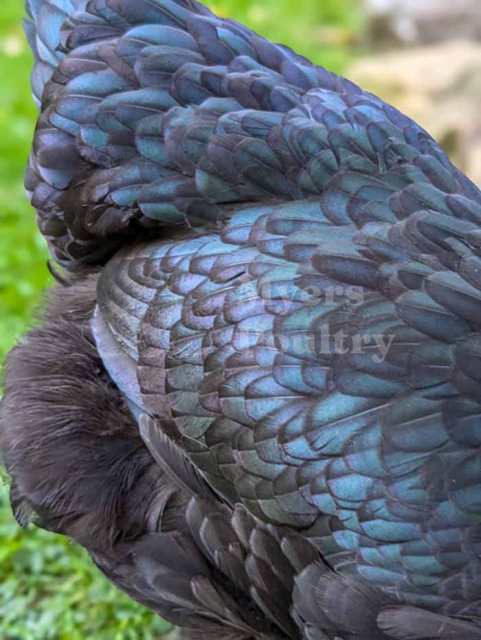 Black Australorp healthy shiny feathers molting