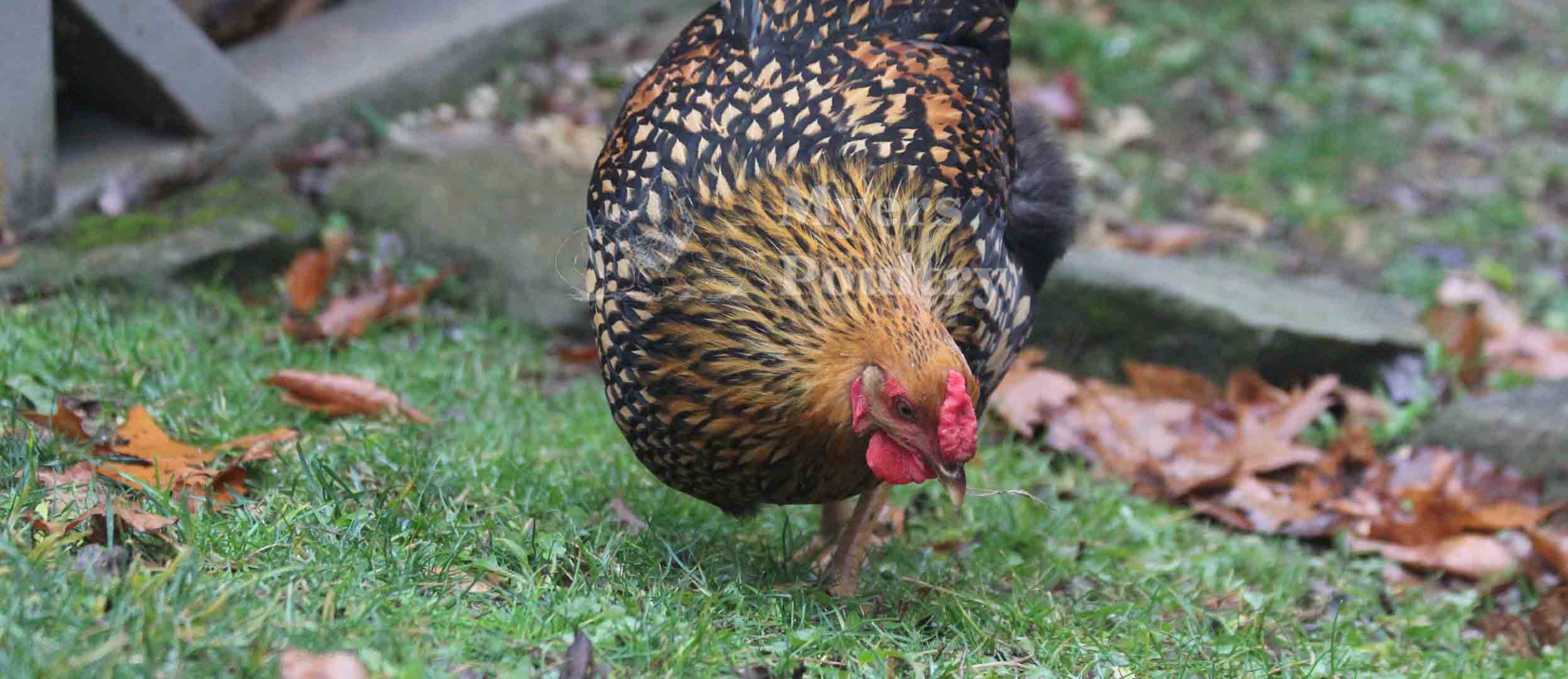 golden laced wyandotte hen free ranging