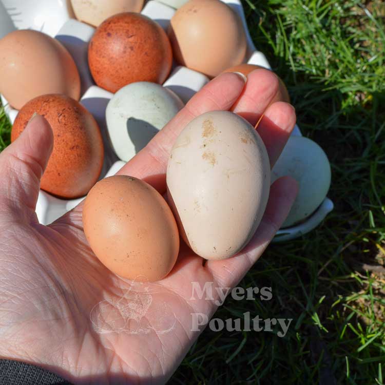 bantam egg colors and bantam egg size
