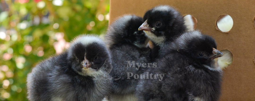 barred rock baby chicks