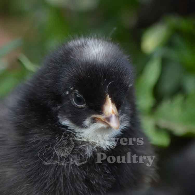 barred rock baby chicks