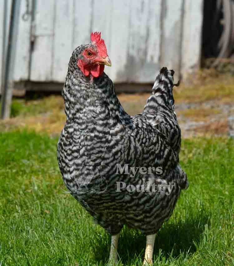 barred rock hen free range