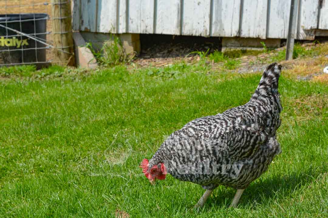free range barred rock hen on farm